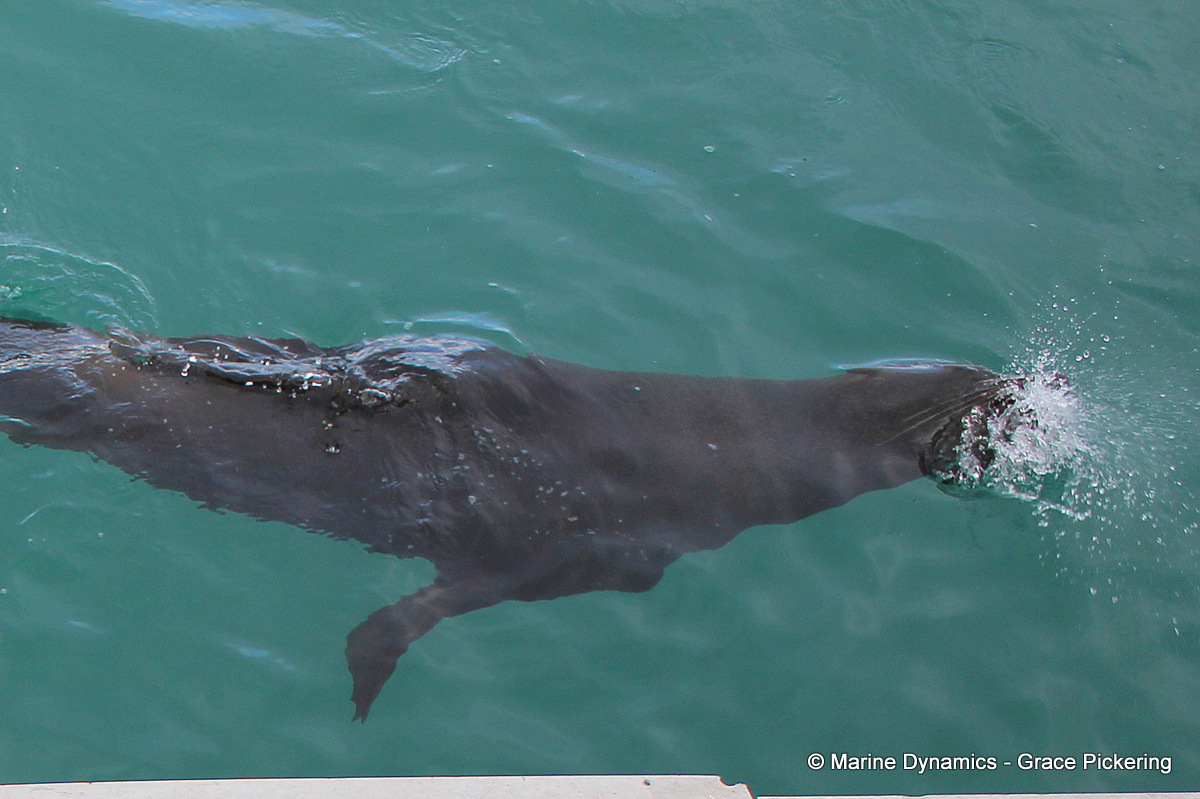 Cape fur seal, South Africa