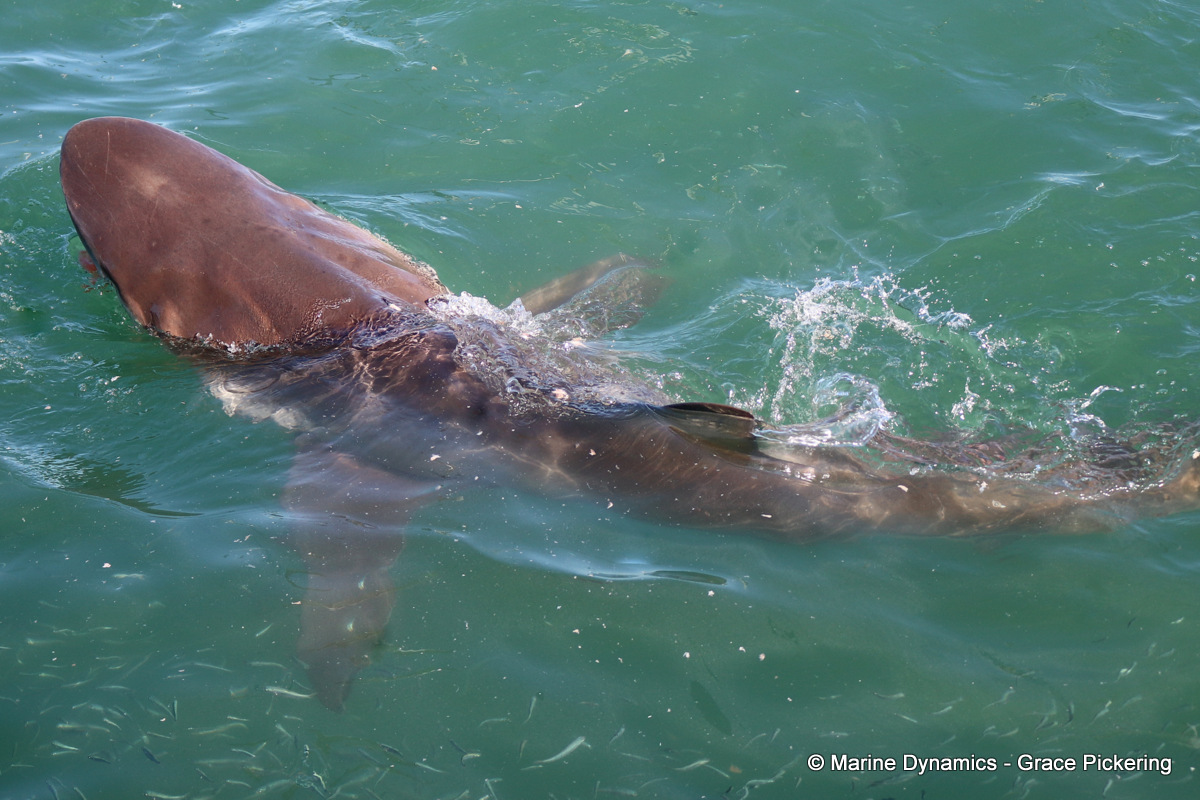 Bronze whaler shark, South Africa
