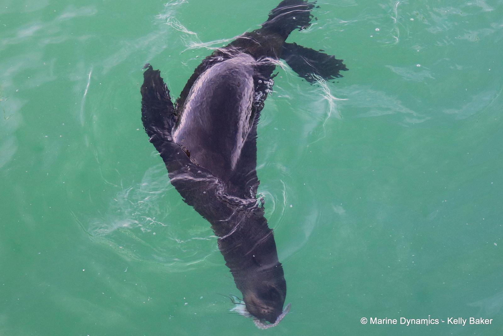 Cape fur seal, South Africa