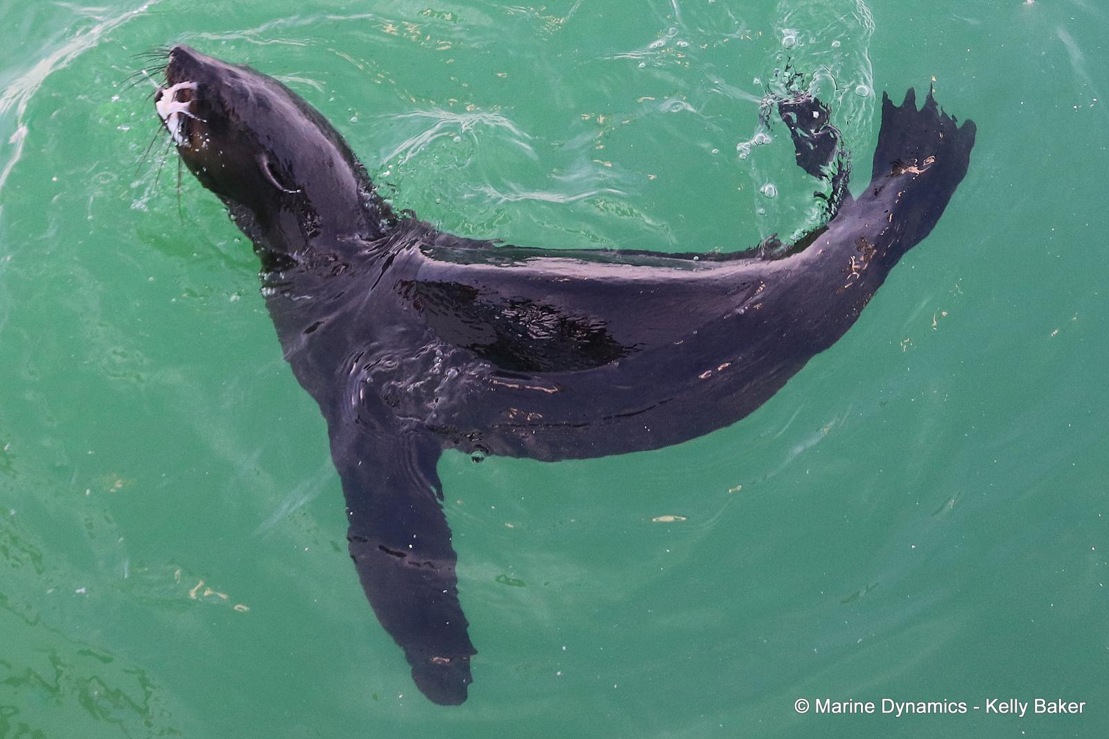 Cape fur seal, South Africa