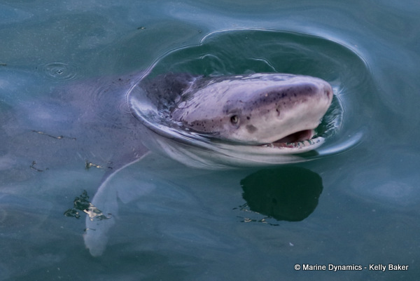 Broadnose sevengill shark, South Africa