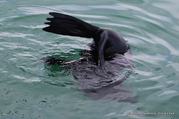 Cape fur seal, South Africa
