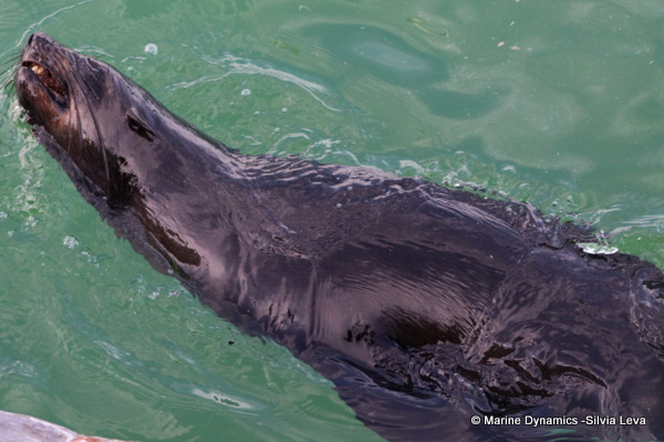 Cape fur seal, South Africa