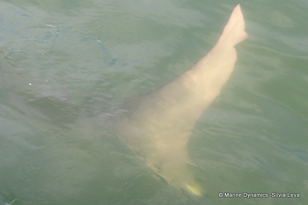 Bronze whaler shark, South Africa