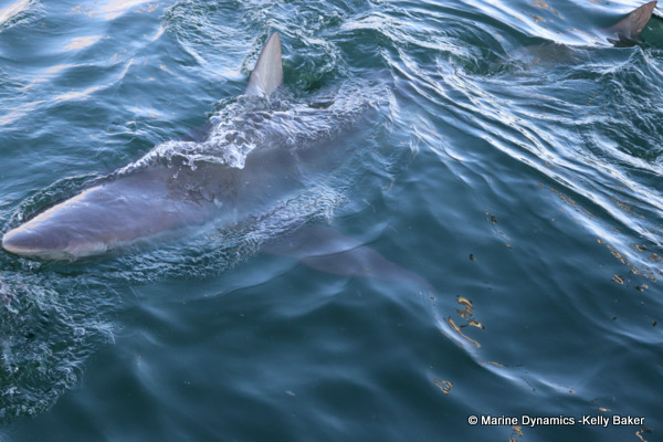 Bronze whaler shark, South Africa