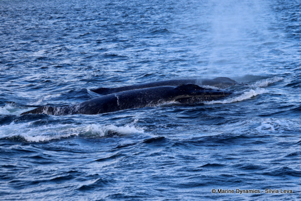 Humpback whales, South Africa
