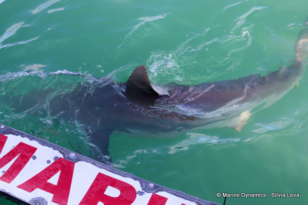 Bronze whaler shark, South Africa