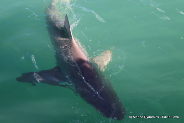Bronze whaler shark, South Africa
