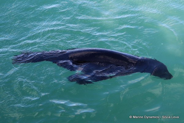 cape fur seal, South Africa