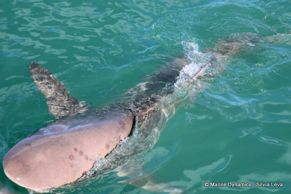 Bronze whaler shark, South Africa
