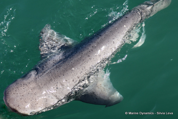 Broadnose sevengill shark, South Africa