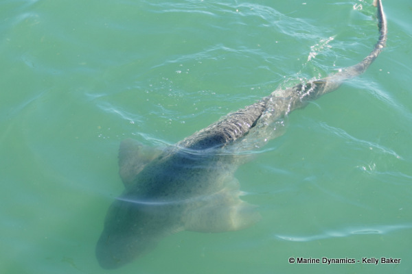 Shark cage diving, South Africa