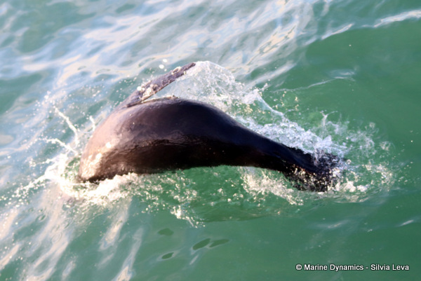 cape fur seal, South Africa