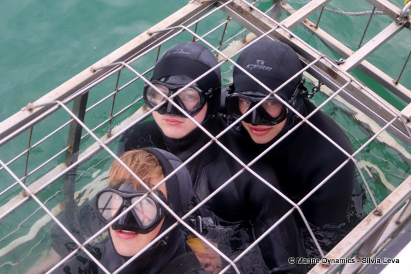 Shark cage diving, South Africa
