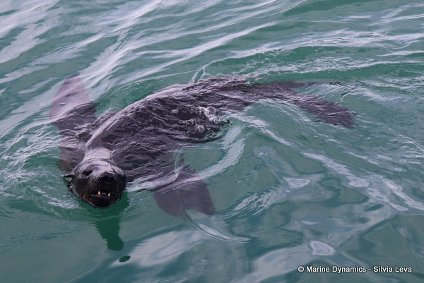 cape fur seal, South Africa