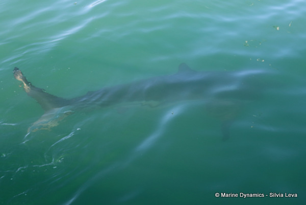 Bronze whaler shark, South Africa