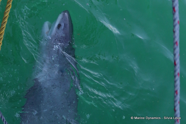 broadnose sevengill shark, South Africa