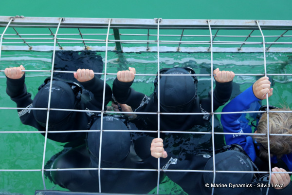 Shark cage diving, South Africa
