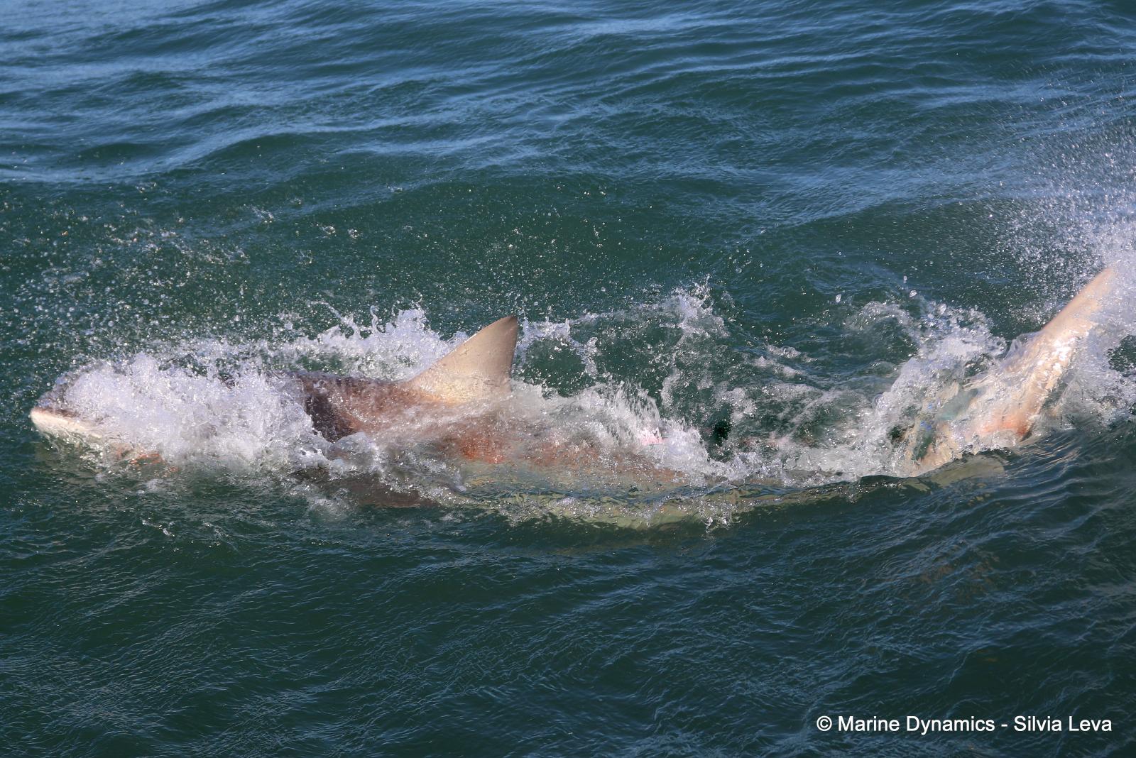 Bronze whaler shark, South Africa