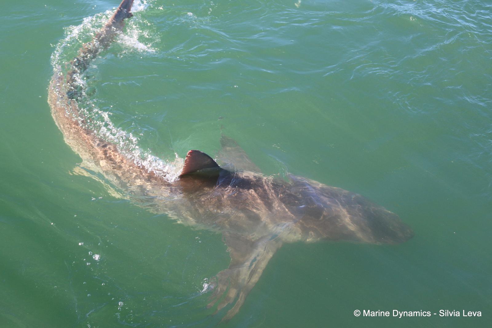 Bronze whaler shark, South Africa