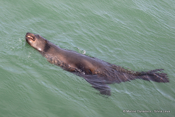cape fur seal, South Africa