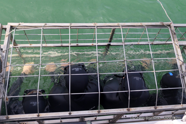 Shark cage diving, South Africa