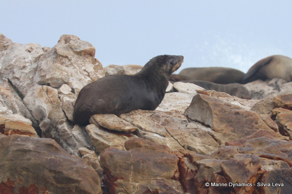 cape fur seal, South Africa