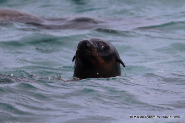 cape fur seal, South Africa