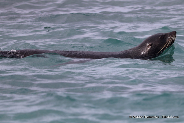 cape fur seal, South Africa