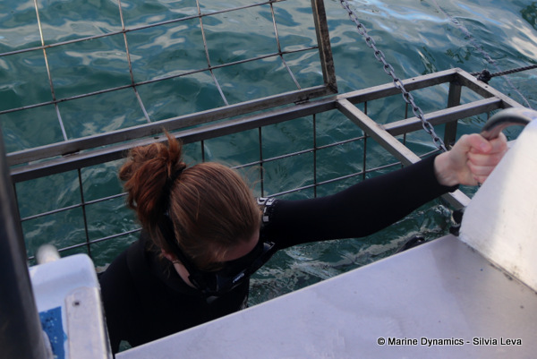 Shark cage diving, South Africa