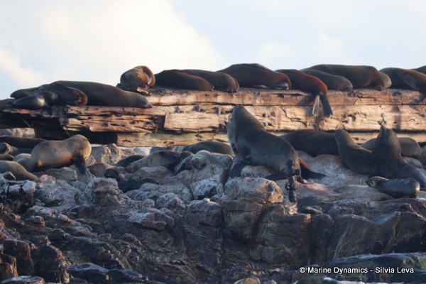 cape fur seal, South Africa