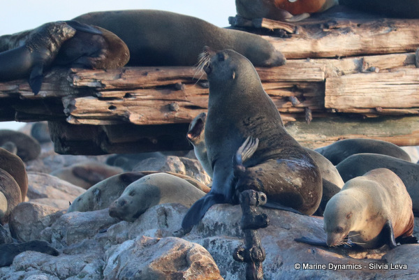 cape fur seal, South Africa