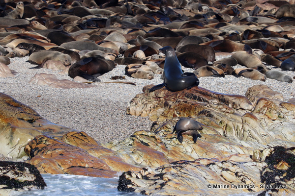 cape fur seal, South Africa