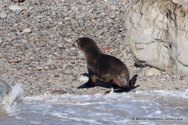 cape fur seal, South Africa