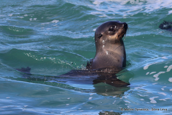 cape fur seal, South Africa
