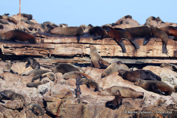 cape fur seal, South Africa