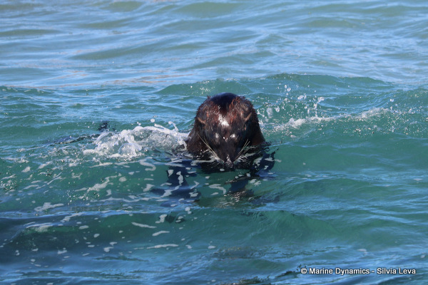 cape fur seal, South Africa