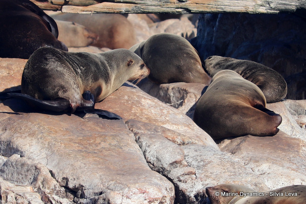 cape fur seal, South Africa