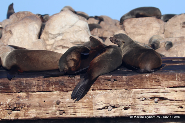 cape fur seal, South Africa