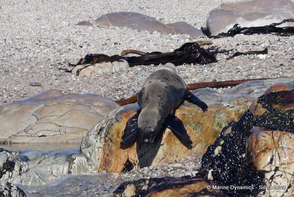 cape fur seal, South Africa