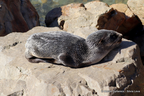 cape fur seal, South Africa