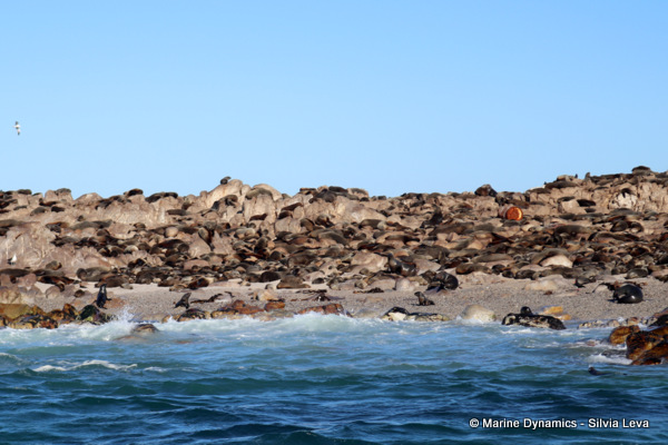 cape fur seal, South Africa