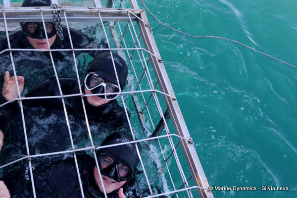 Shark cage diving, South Africa