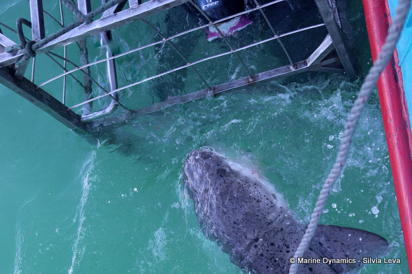 Broadnose sevengill shark, South Africa