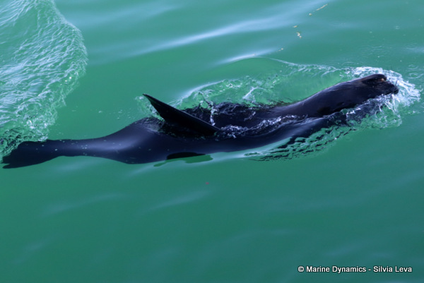 Cape fur seal, South Africa