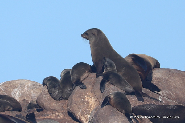 cape fur seal, South Africa