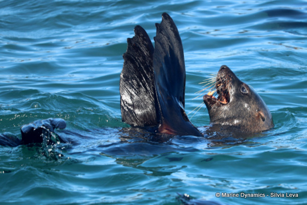 cape fur seal, South Africa