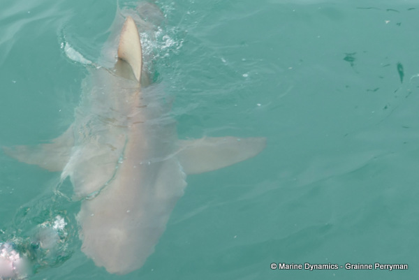 Bronze whaler shark, South Africa