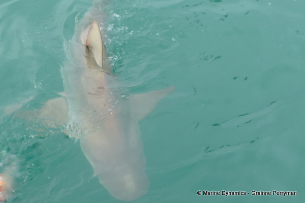 Bronze whaler shark, South Africa