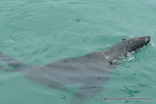 Cape fur seal, South Africa